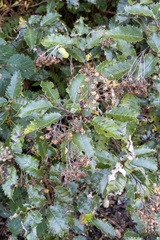 Olearia × macrodonta