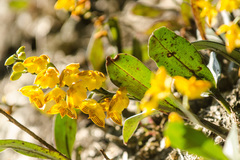 Polystachya pubescens