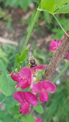 Megachile ericetorum