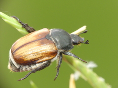 Anisoplia