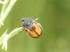 Anisoplia