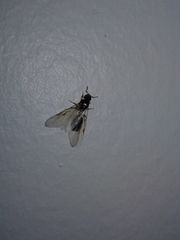 Tetramorium immigrans