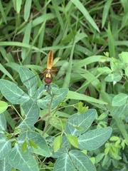 Aethriamanta brevipennis