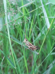 Pseudochorthippus parallelus