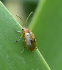 Luperina