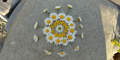 Petit Marguerite 3