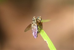 Spheginobaccha