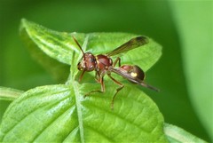 Ropalidia mathematica