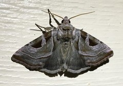 Eucarta virgo