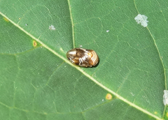 Clastoptera obtusa
