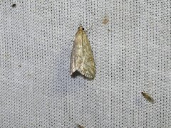 Evergestis frumentalis