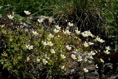Saxifraga aspera