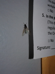 Tetramorium immigrans