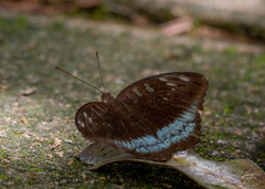 Tanaecia whiteheadi