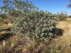 Senna artemisioides helmsii
