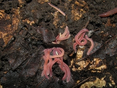 Gosodesmus claremontus