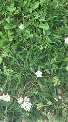 Convolvulus arvensis