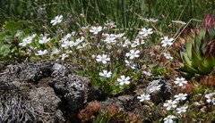 Gypsophila repens