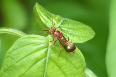 Ropalidia mathematica