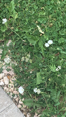 Convolvulus arvensis