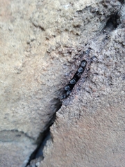 Tetragonula praeterita