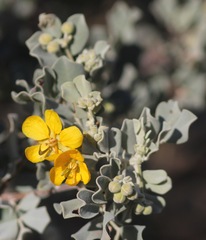 Senna artemisioides helmsii