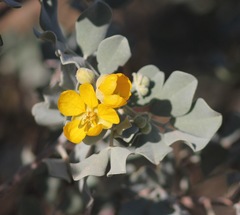 Senna artemisioides helmsii
