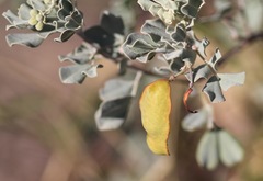 Senna artemisioides helmsii
