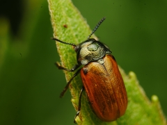 Labidostomis humeralis