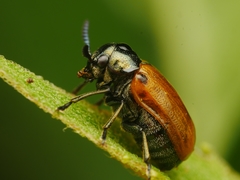 Labidostomis humeralis