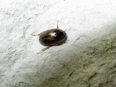 Enochrus quadripunctatus