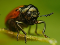 Labidostomis humeralis