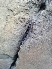 Tetragonula praeterita