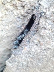 Tetragonula praeterita