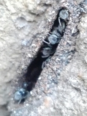 Tetragonula praeterita