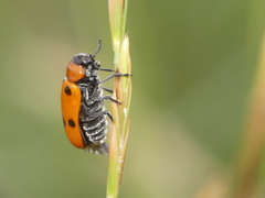 Tituboea sexmaculata