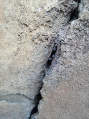 Tetragonula praeterita