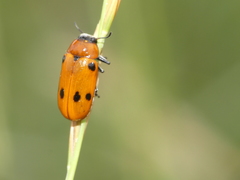 Tituboea sexmaculata