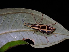 Xenocerus saperdoides