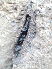 Tetragonula praeterita