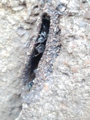 Tetragonula praeterita