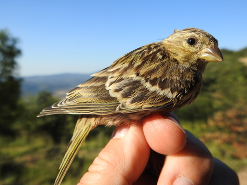Serin cini, jeune