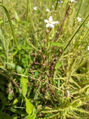 Drosera finlaysoniana