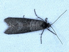 Conoeca guildingi