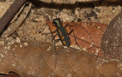 Cicindela bramani