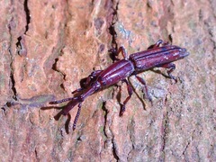 Trachelizini