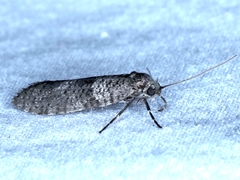 Conoeca guildingi