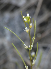 Arabis nova