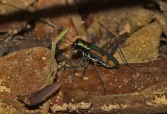 Cicindela bramani