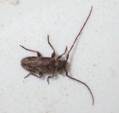 Exocentrus adspersus